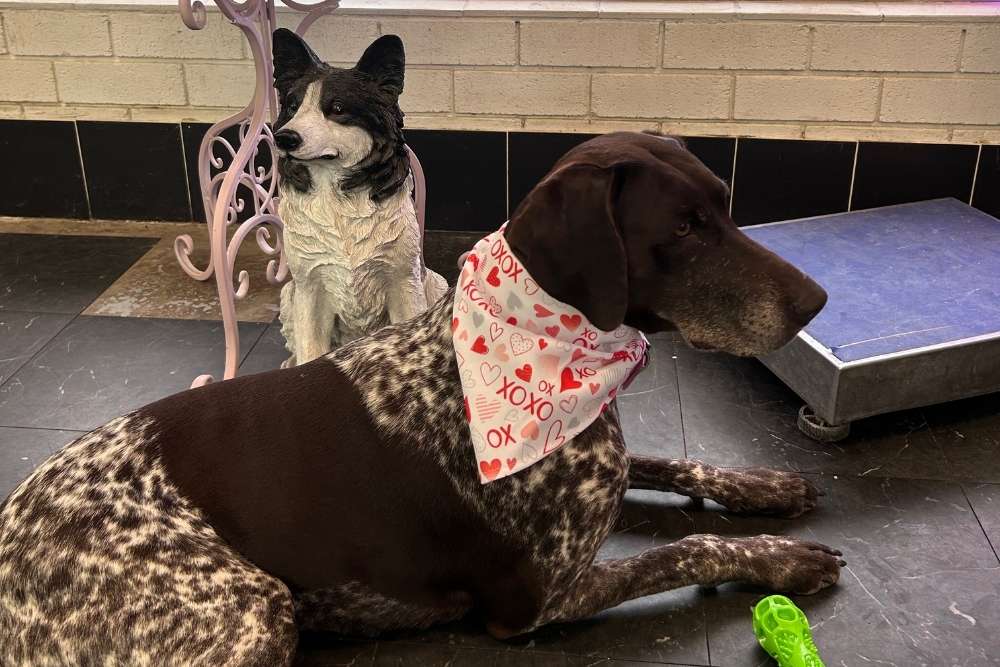 German Shorthaired Pointer wearing a heart patterned bandana lying on a tiled floor next to a dog statue-